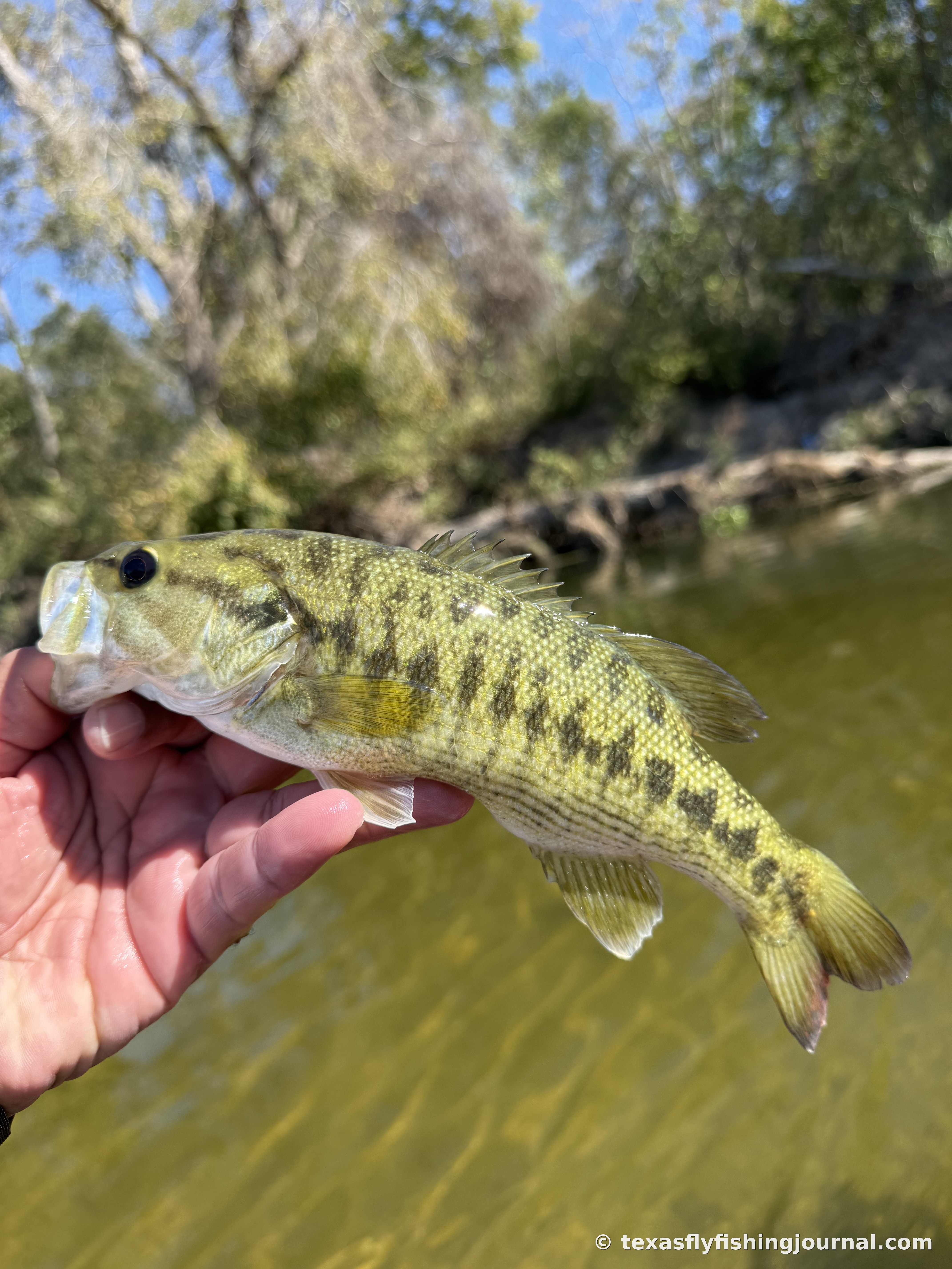 Guadalupe Bass: Texas's Only Native Sport Fish and Why Every Fly Angler Should Care