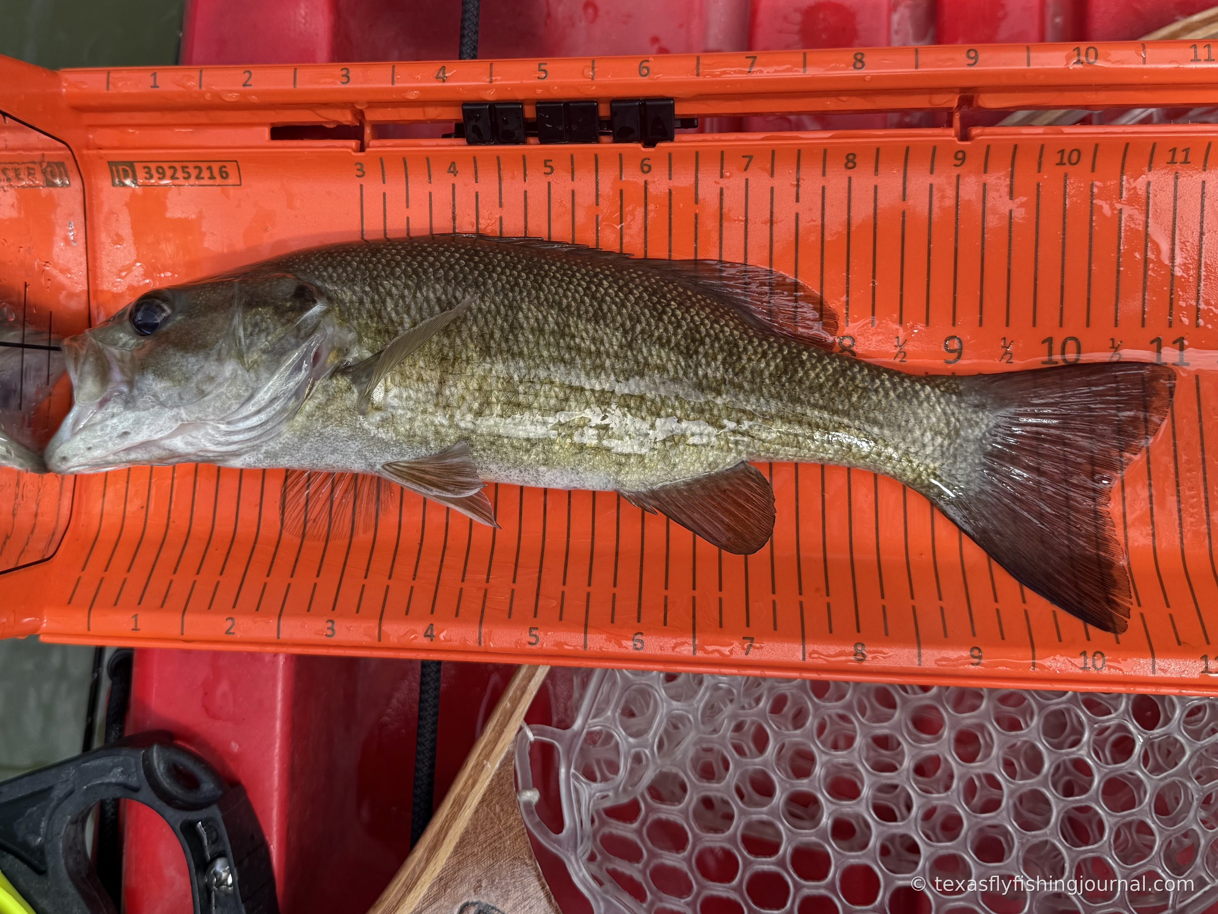 A Guadalupe Bass x Smallmouth Bass hybrid from the San Marcos River, measured on board.