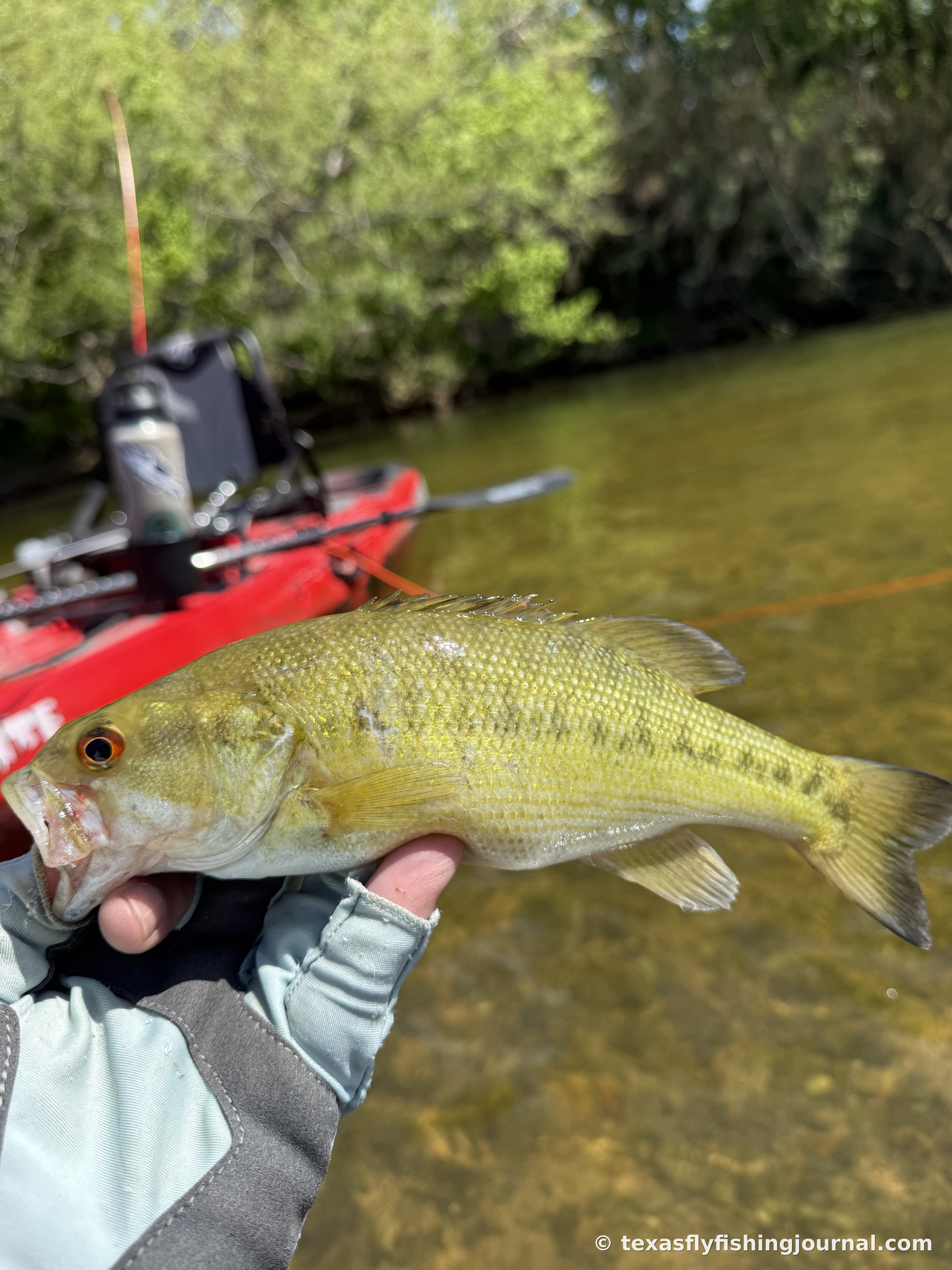 An 8.5-inch Guadalupe Bass from the lower Colorado River below Austin, caught on the fly from a kayak.