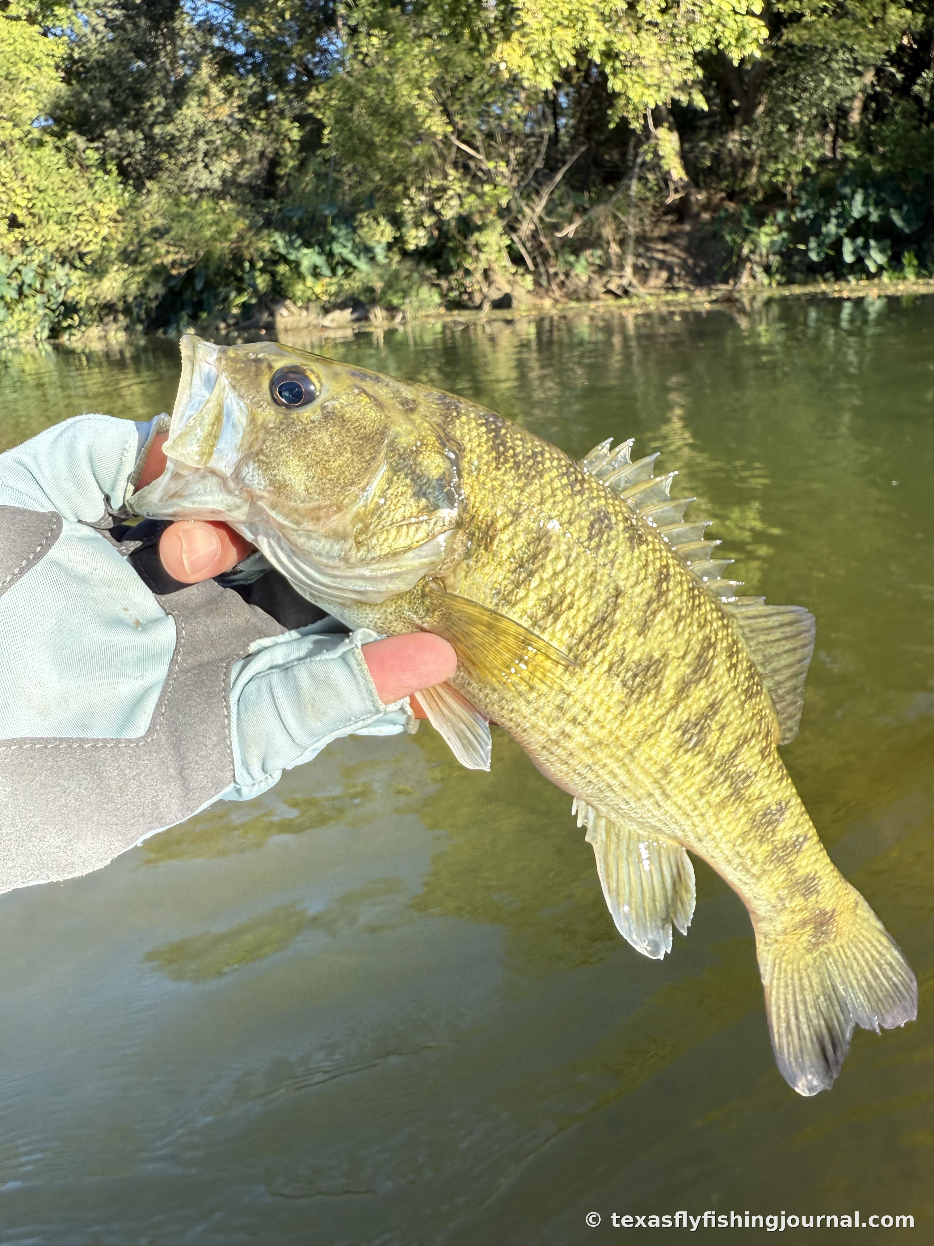 A 13-inch Guadalupe Bass on the lower Colorado River below Austin, held just above the water.