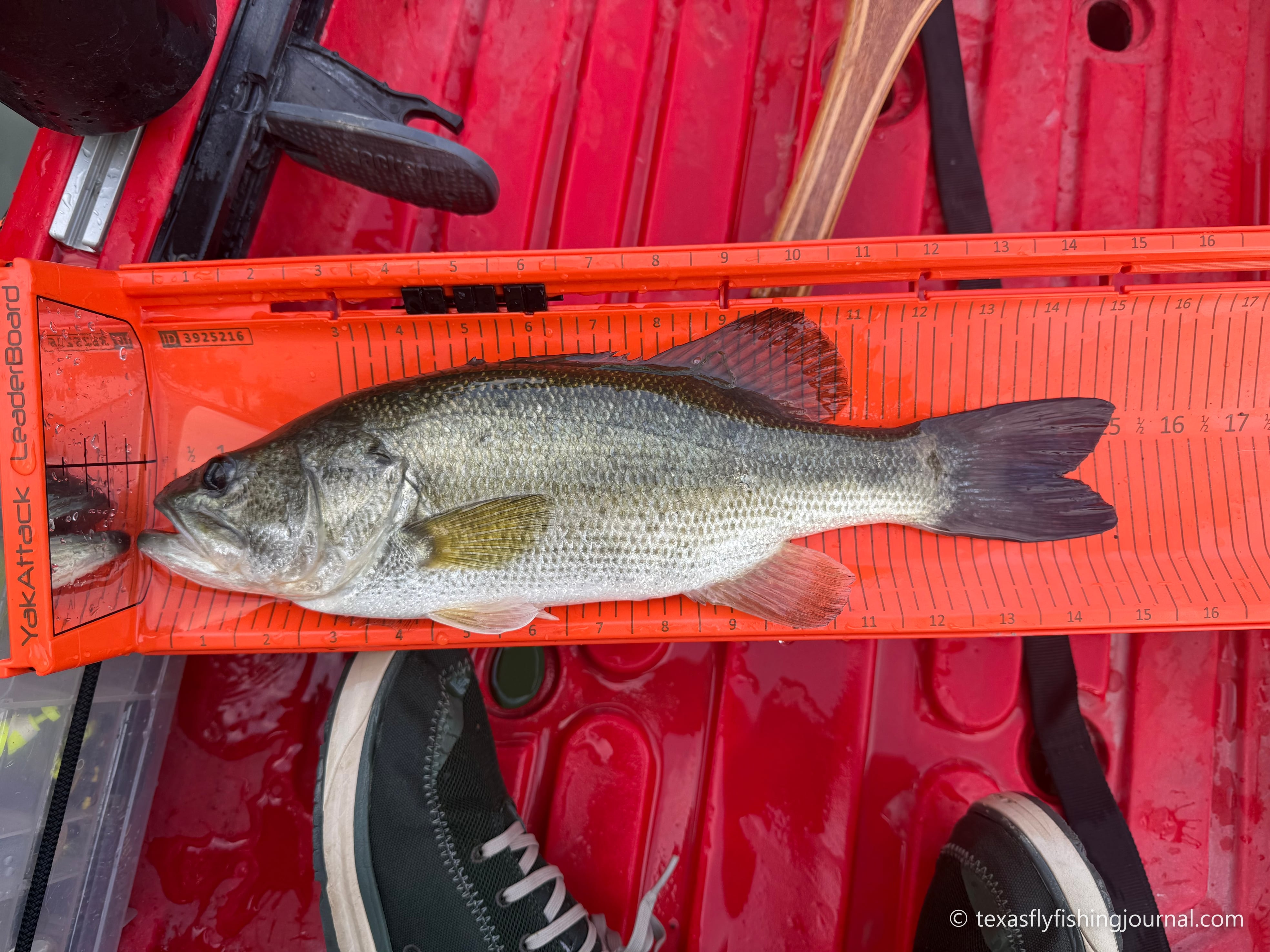 A Largemouth Bass measured on an orange measuring board on a kayak.